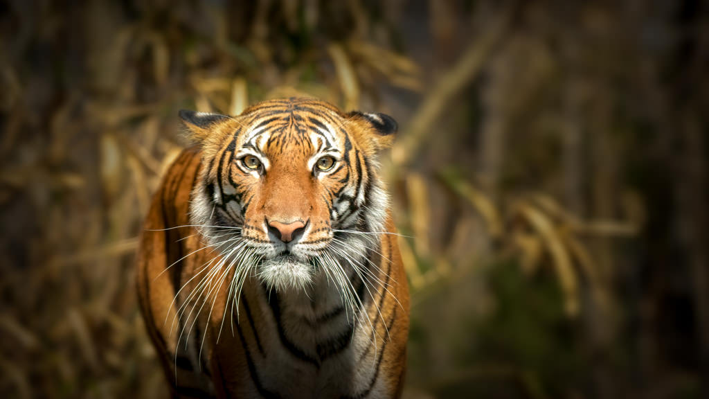 Nature In Class M By Simmie Reagor For Last Thing I Saw Before Lunch MAY-2019.jpg